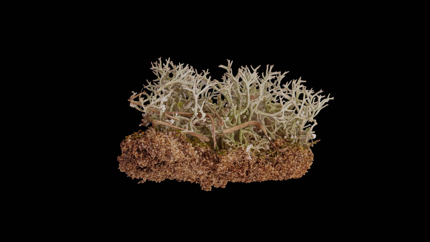 Cladonia furcata